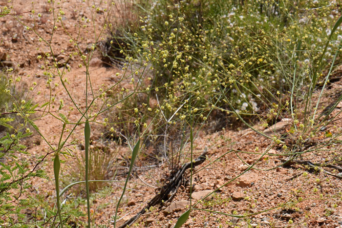 Eriogonum inflatum, Desert Trumpet